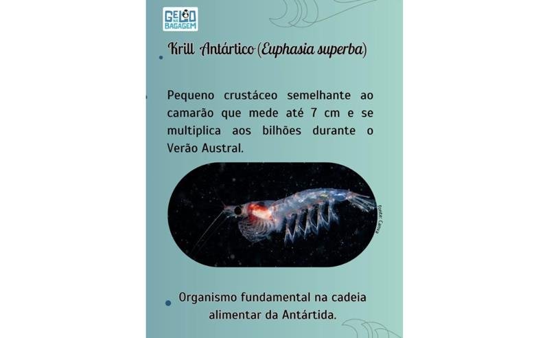 O krill antártico, as áreas marinhas protegidas e o que o Brasil precisa aprender com isso; Por Dra. Francyne Elias-Piera